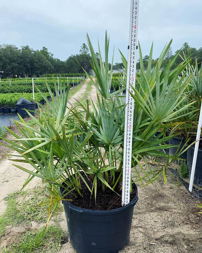 serenoa-repens-saw-palmetto