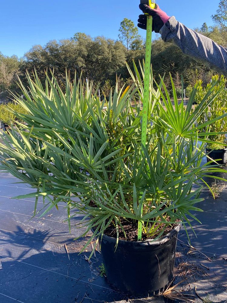 serenoa-repens-saw-palmetto