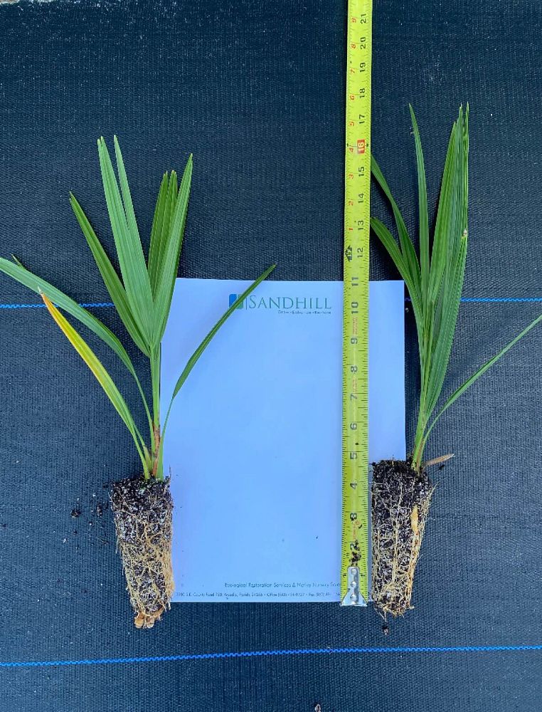 serenoa-repens-saw-palmetto