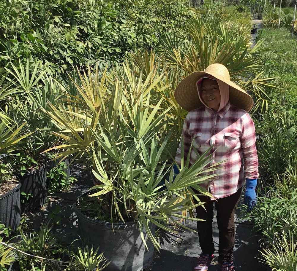 serenoa-repens-saw-palmetto