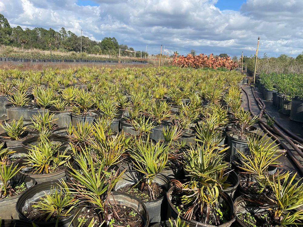 serenoa-repens-saw-palmetto