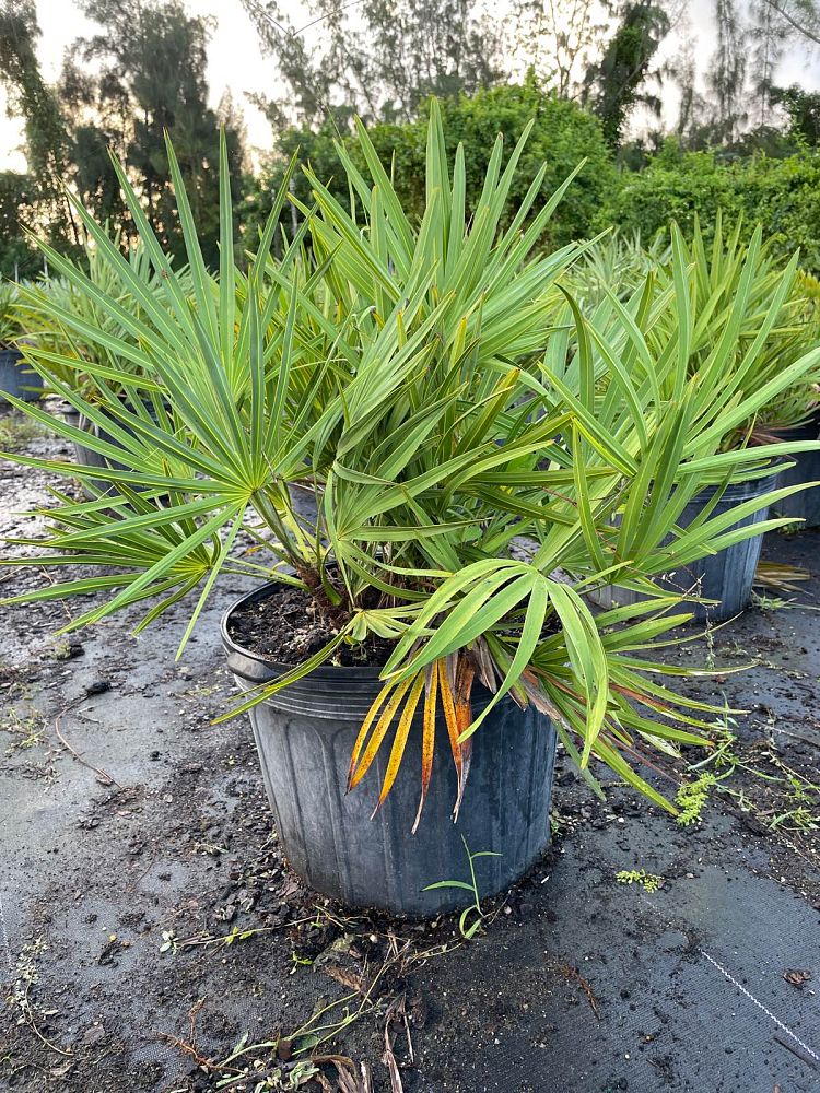serenoa-repens-saw-palmetto