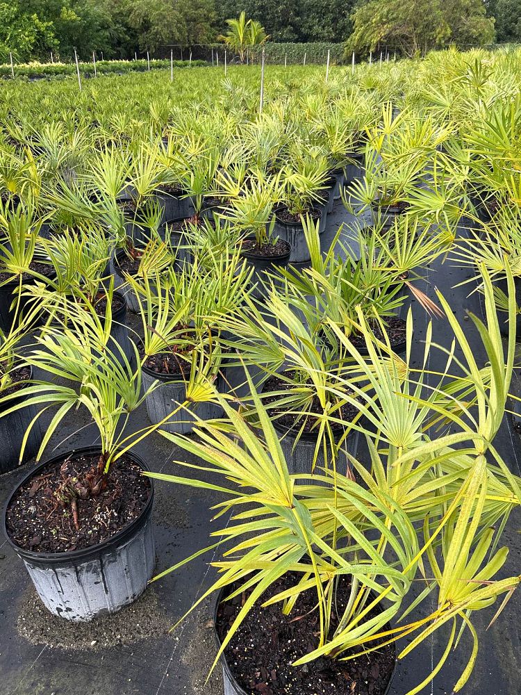 serenoa-repens-saw-palmetto