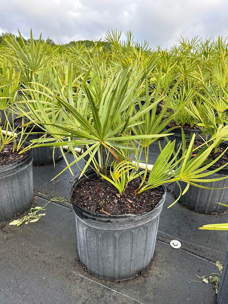 serenoa-repens-saw-palmetto