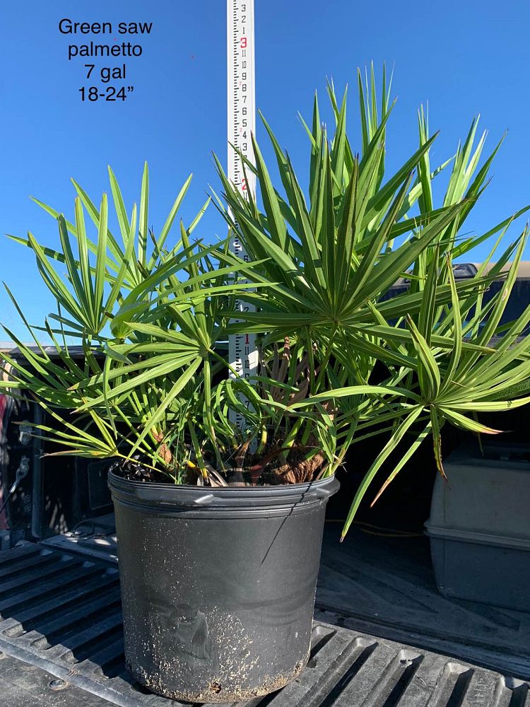 serenoa-repens-saw-palmetto