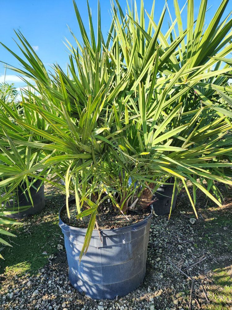 serenoa-repens-saw-palmetto