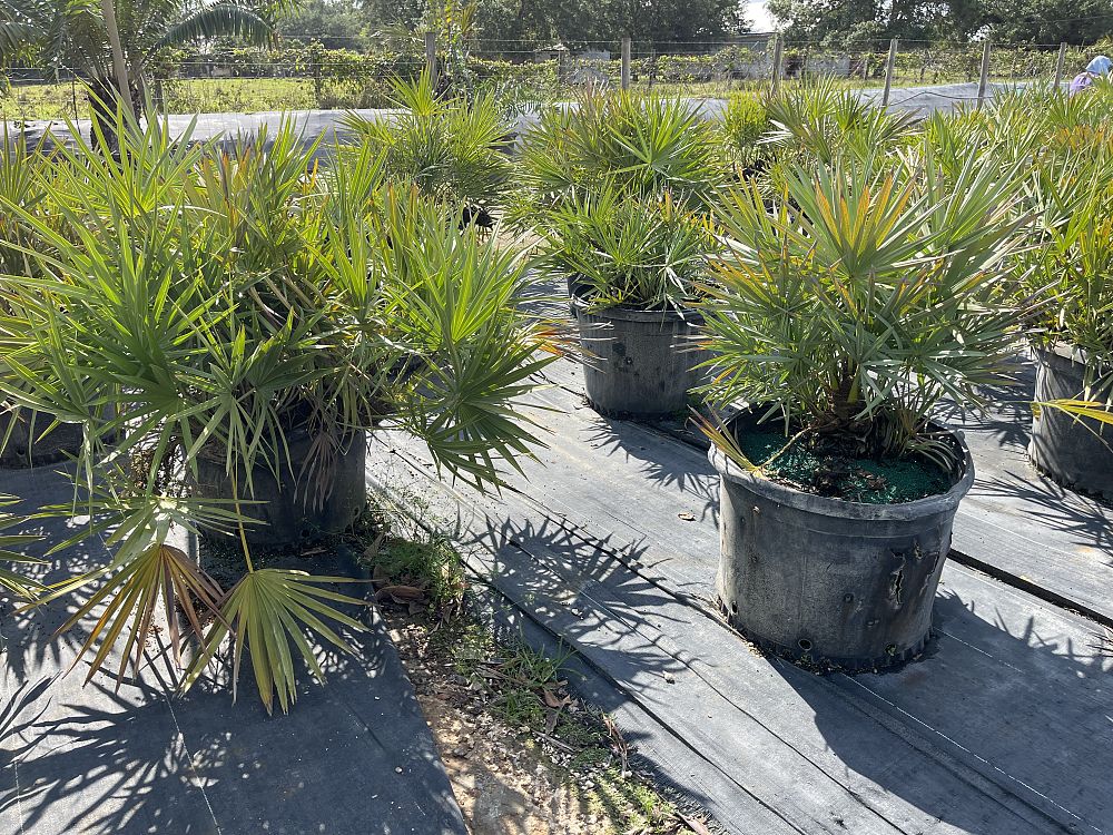 serenoa-repens-saw-palmetto