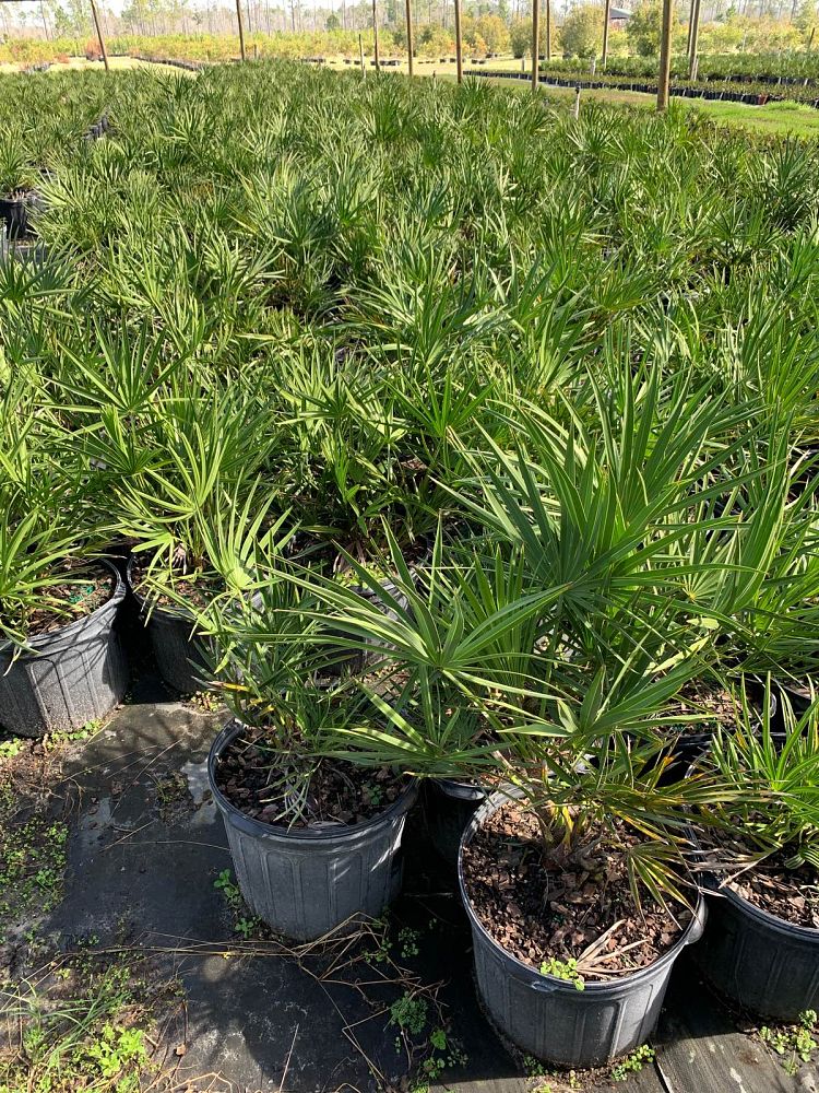serenoa-repens-saw-palmetto