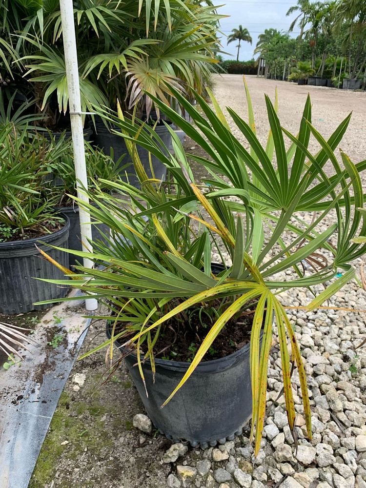 serenoa-repens-saw-palmetto