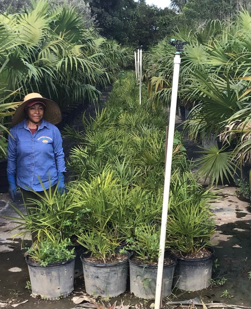 serenoa-repens-saw-palmetto