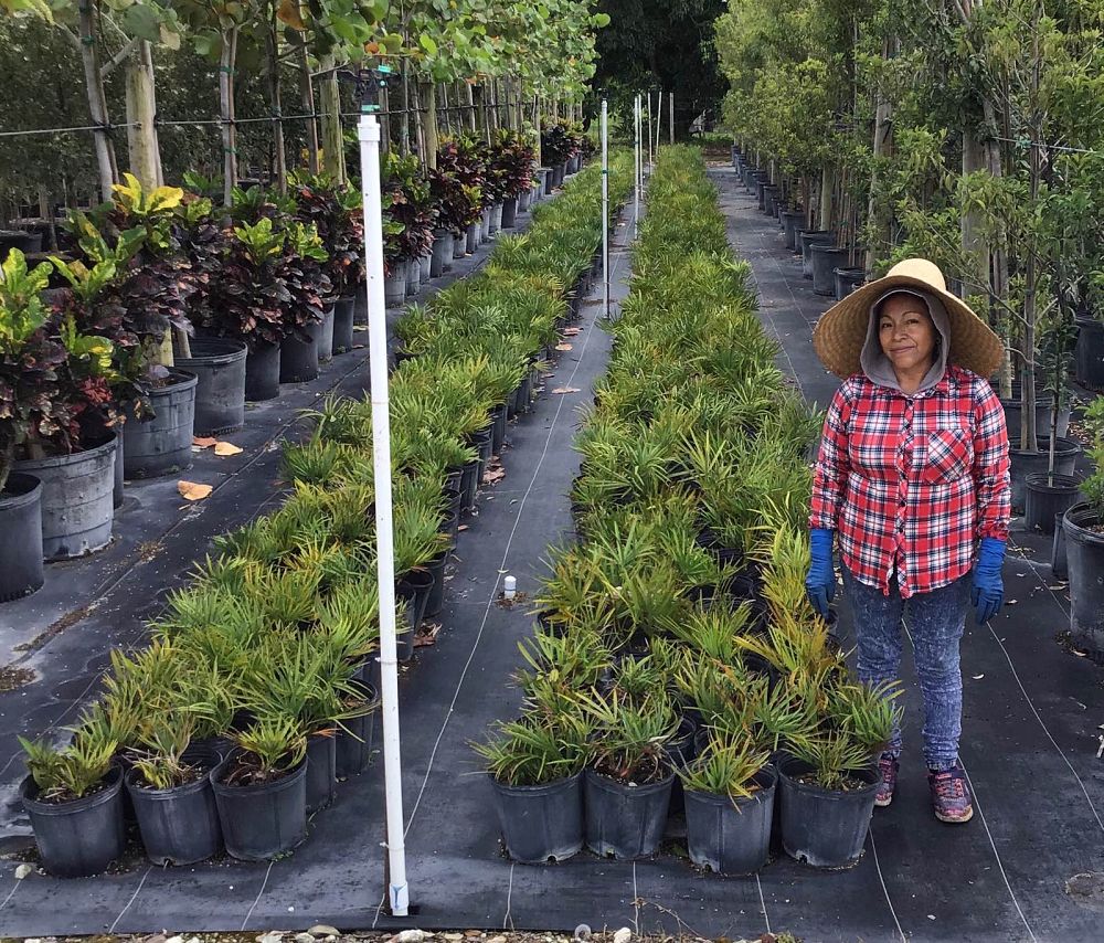 serenoa-repens-saw-palmetto