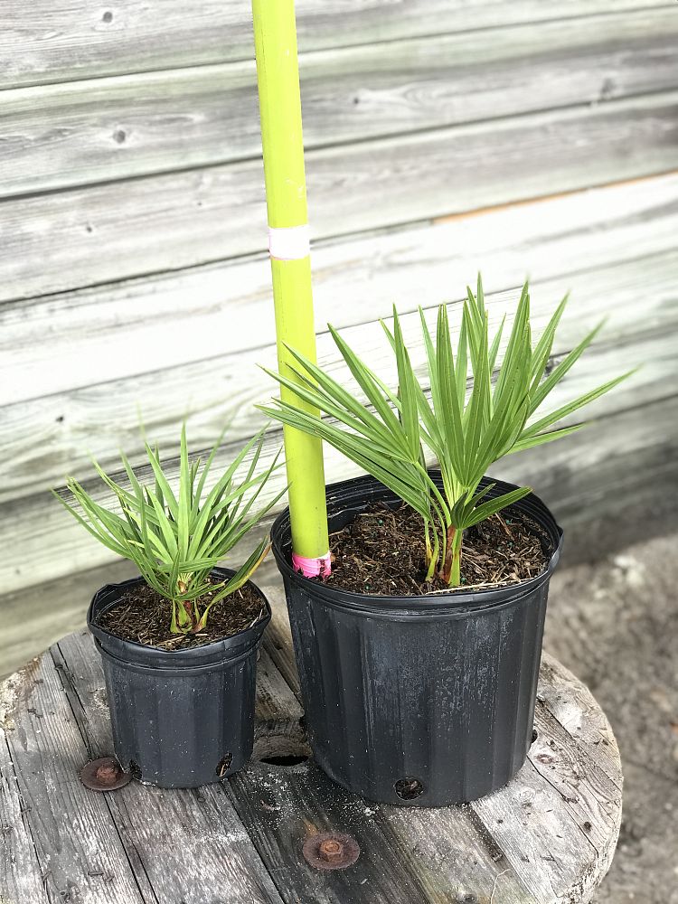serenoa-repens-saw-palmetto