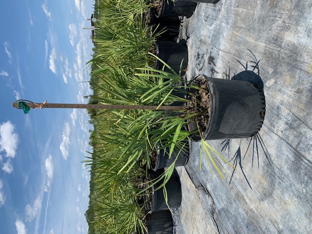 serenoa-repens-saw-palmetto