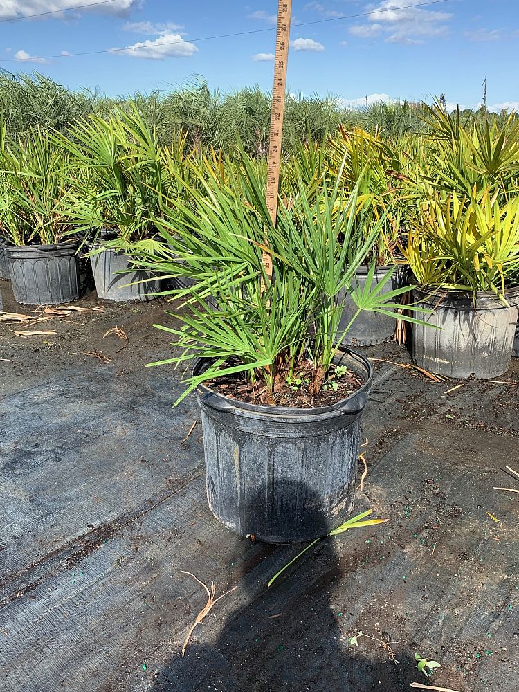 serenoa-repens-saw-palmetto