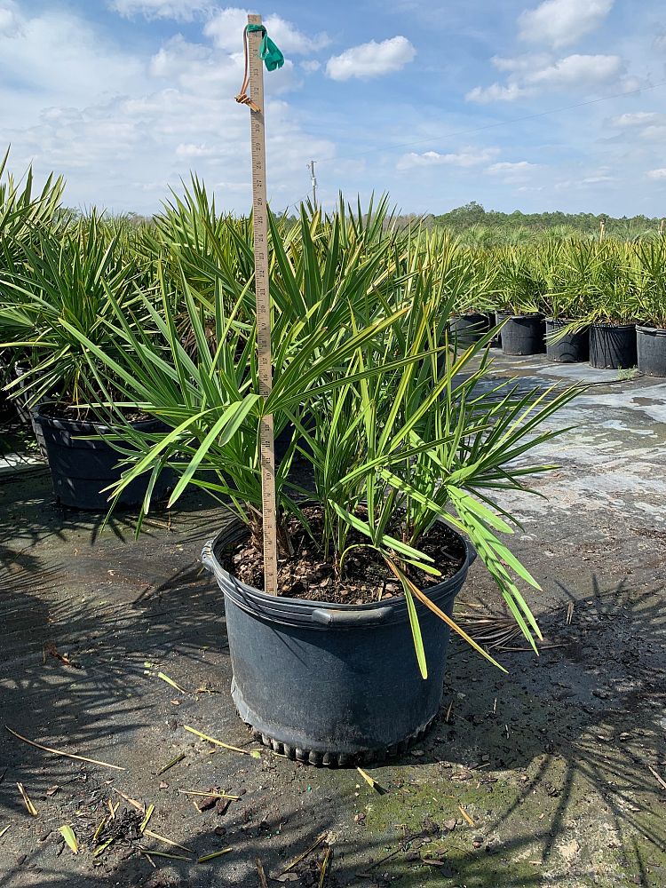 serenoa-repens-saw-palmetto