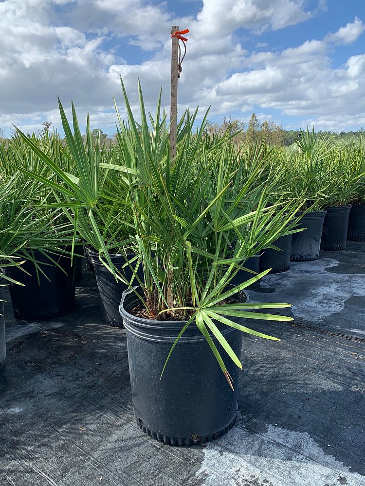 serenoa-repens-saw-palmetto
