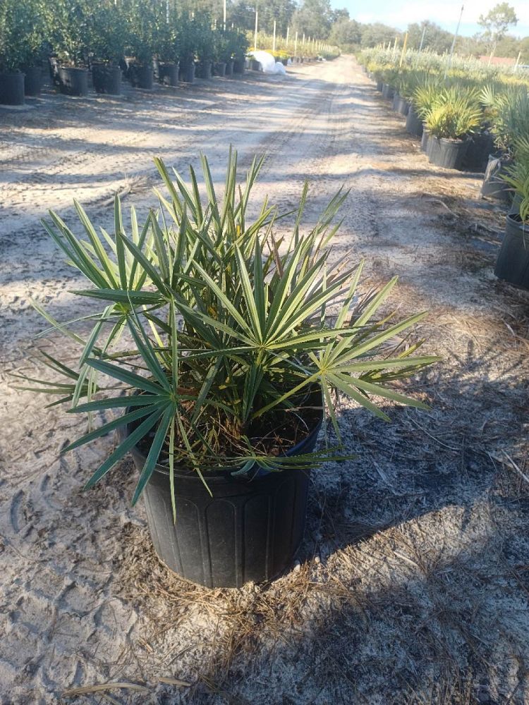 serenoa-repens-saw-palmetto