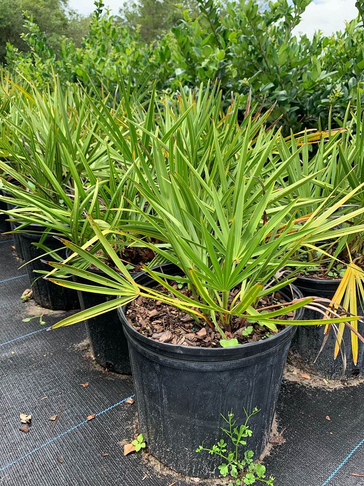 serenoa-repens-saw-palmetto