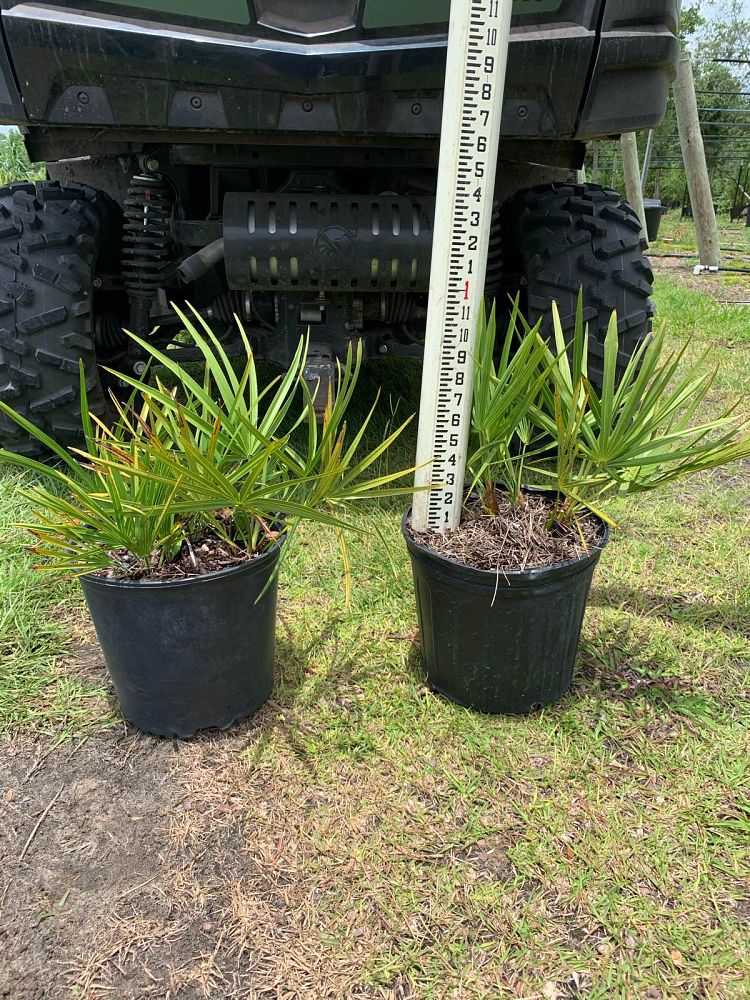 serenoa-repens-saw-palmetto
