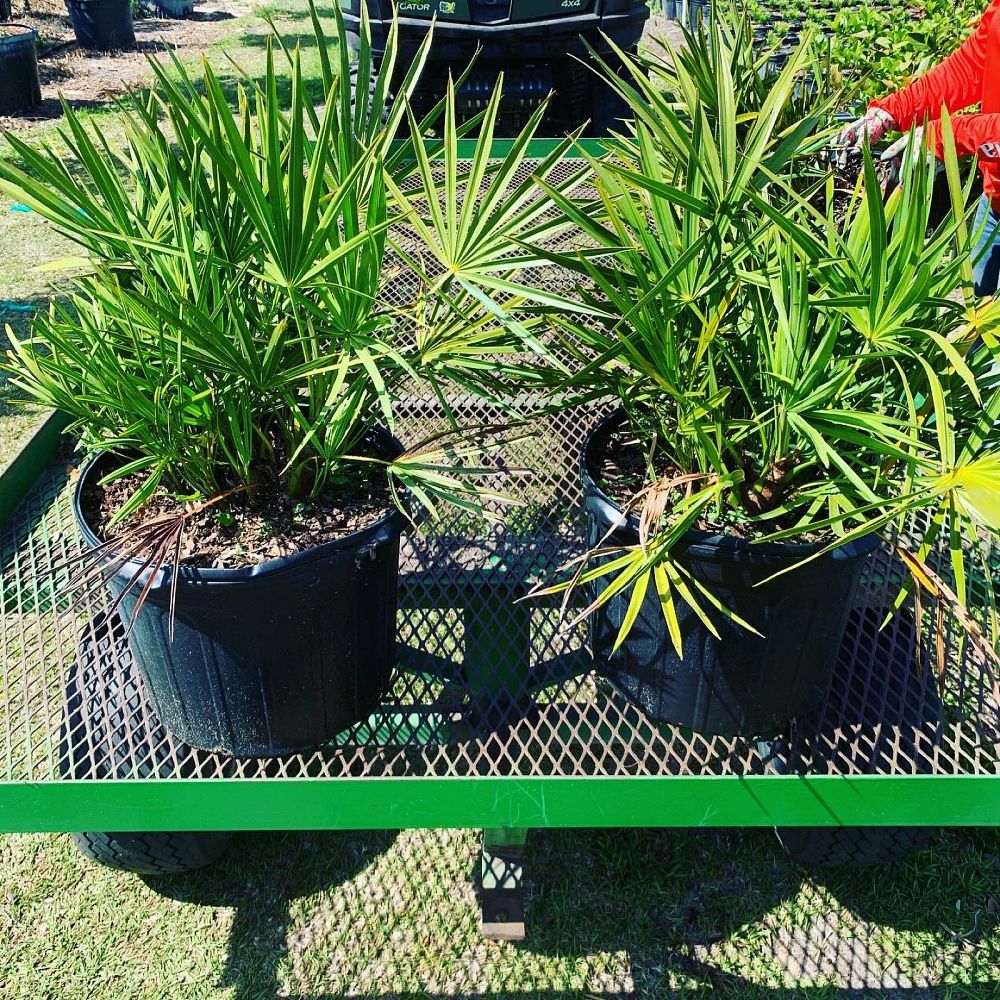 serenoa-repens-saw-palmetto