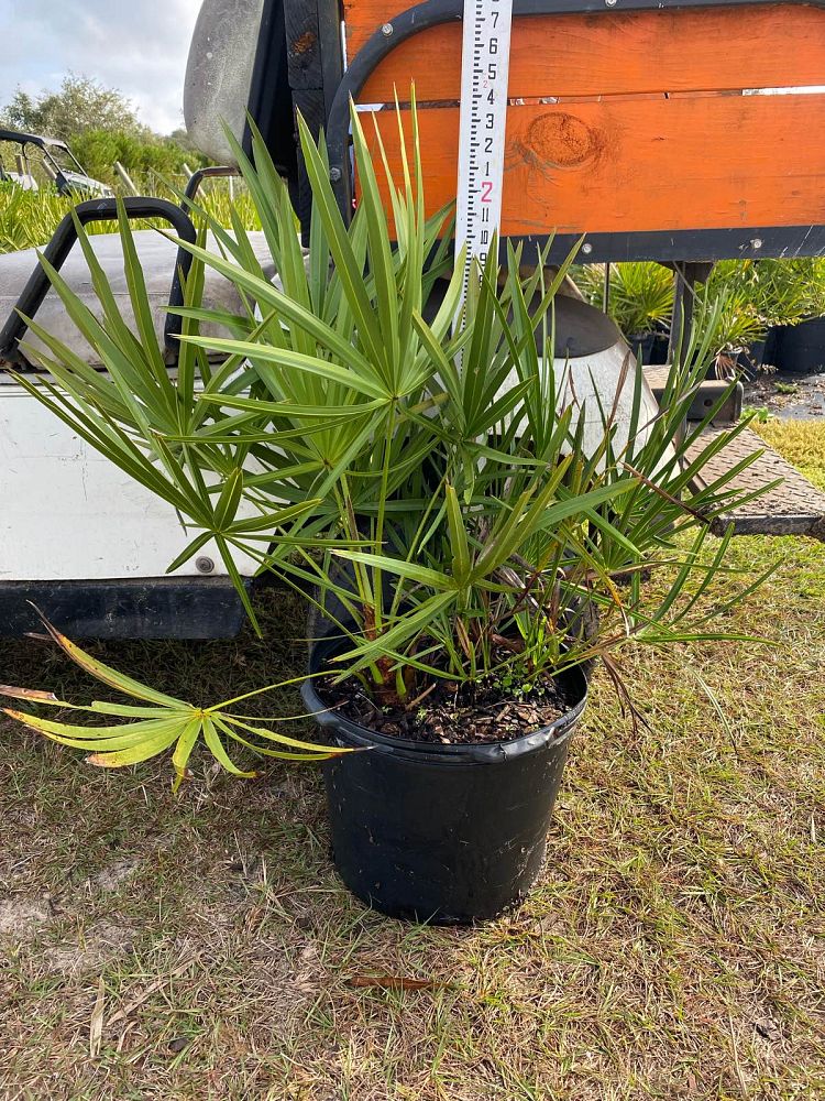 serenoa-repens-saw-palmetto