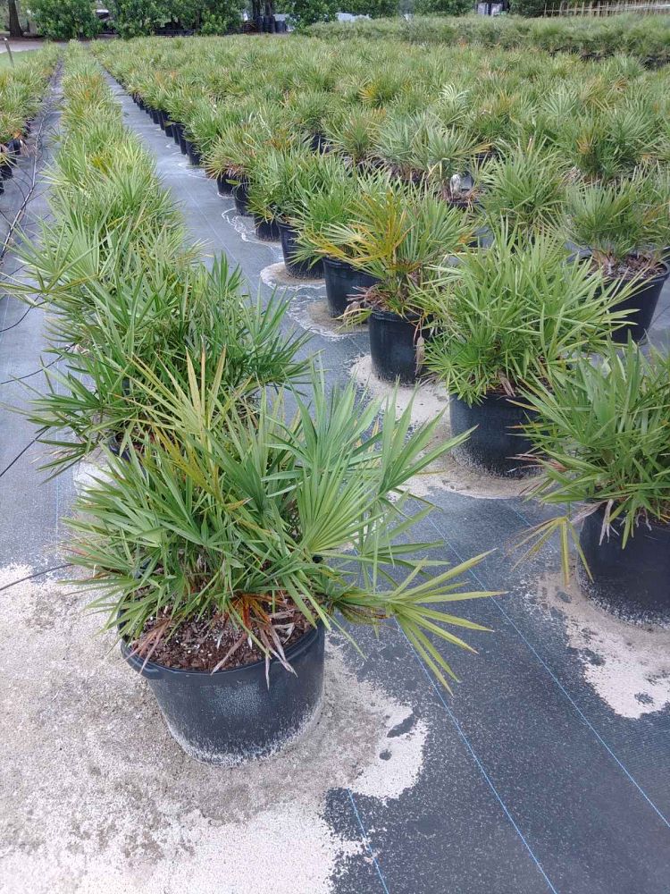 serenoa-repens-saw-palmetto
