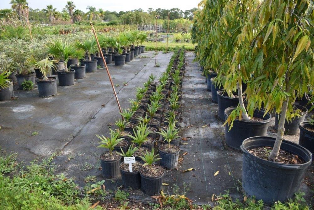 serenoa-repens-saw-palmetto