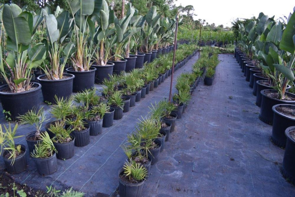 serenoa-repens-saw-palmetto
