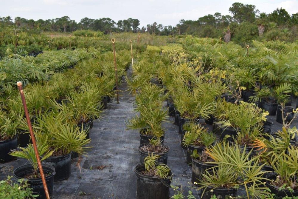 serenoa-repens-saw-palmetto