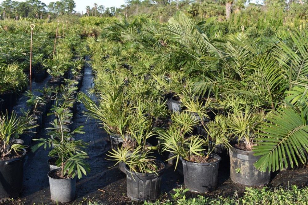 serenoa-repens-saw-palmetto