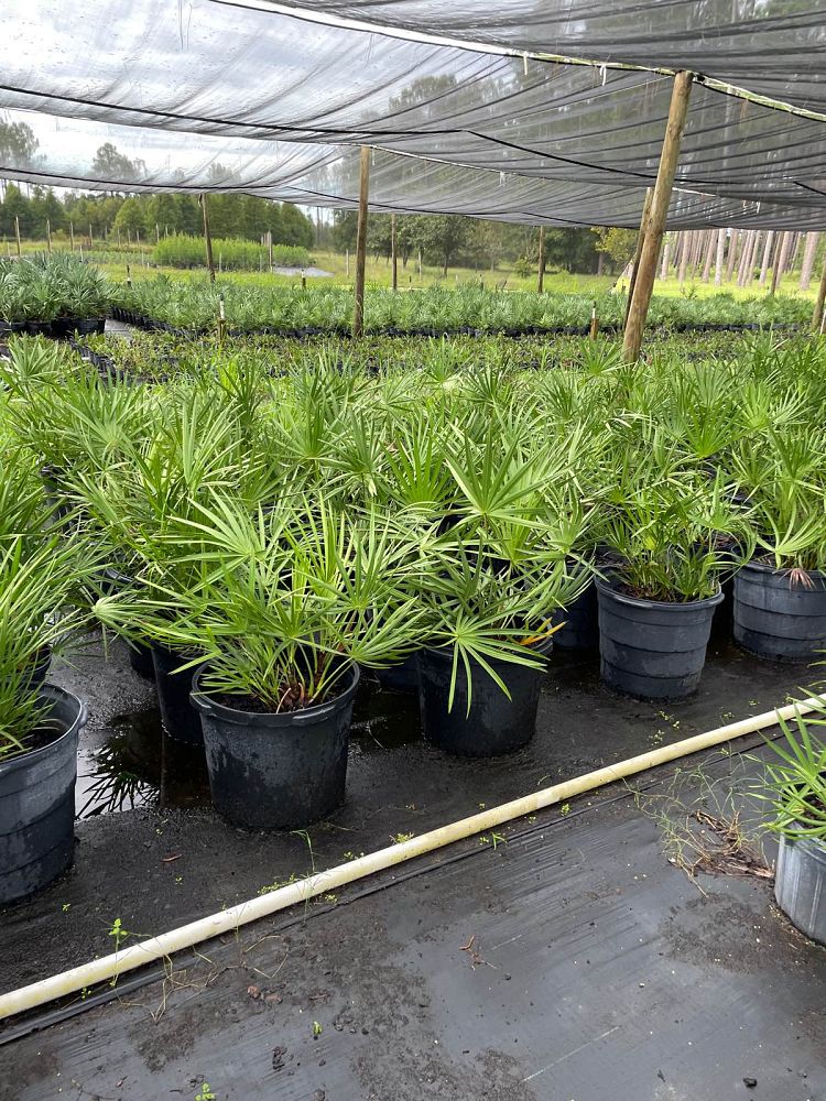 serenoa-repens-saw-palmetto
