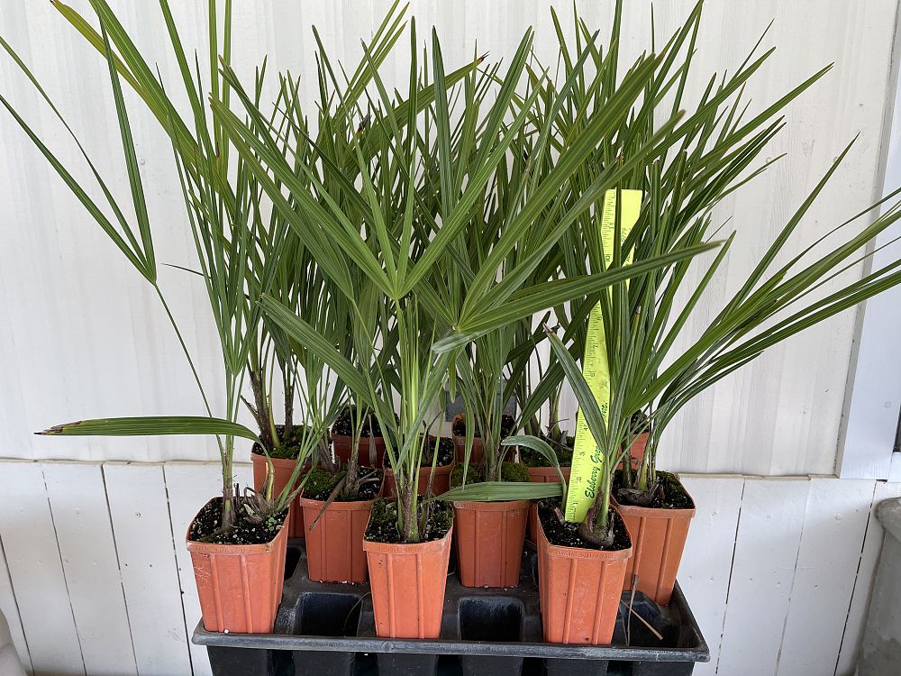 serenoa-repens-saw-palmetto