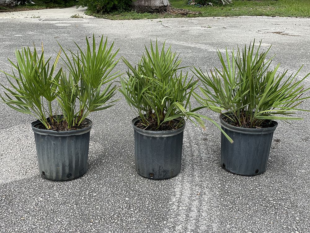 serenoa-repens-saw-palmetto