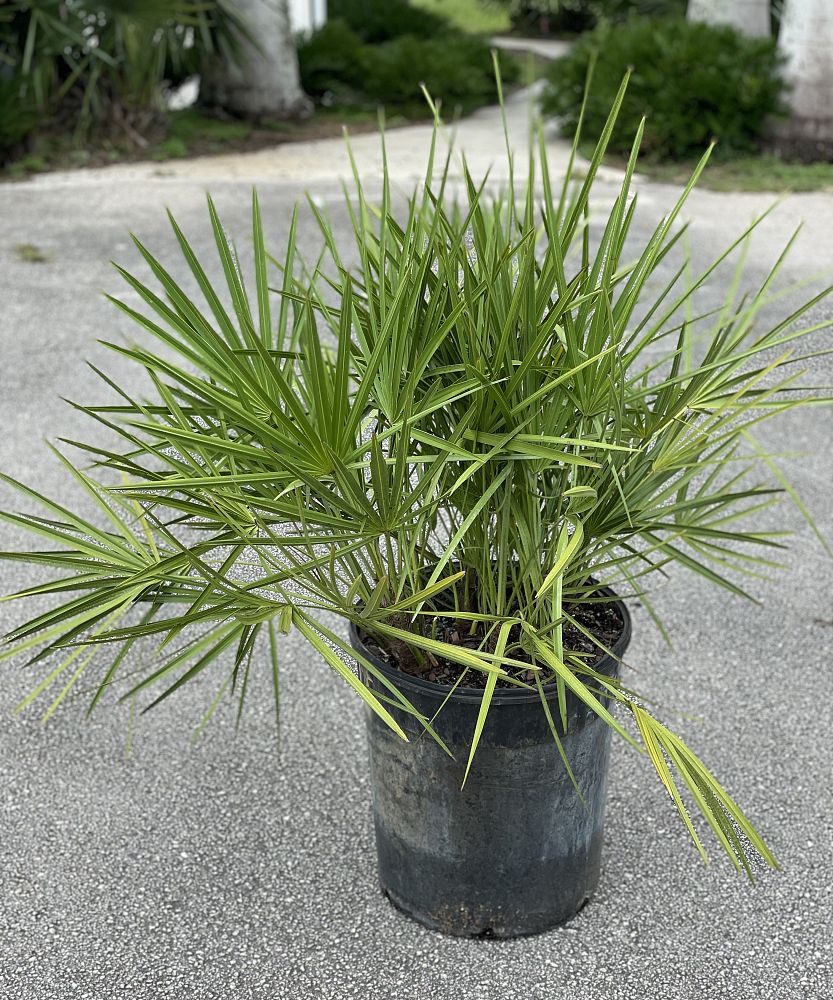serenoa-repens-saw-palmetto