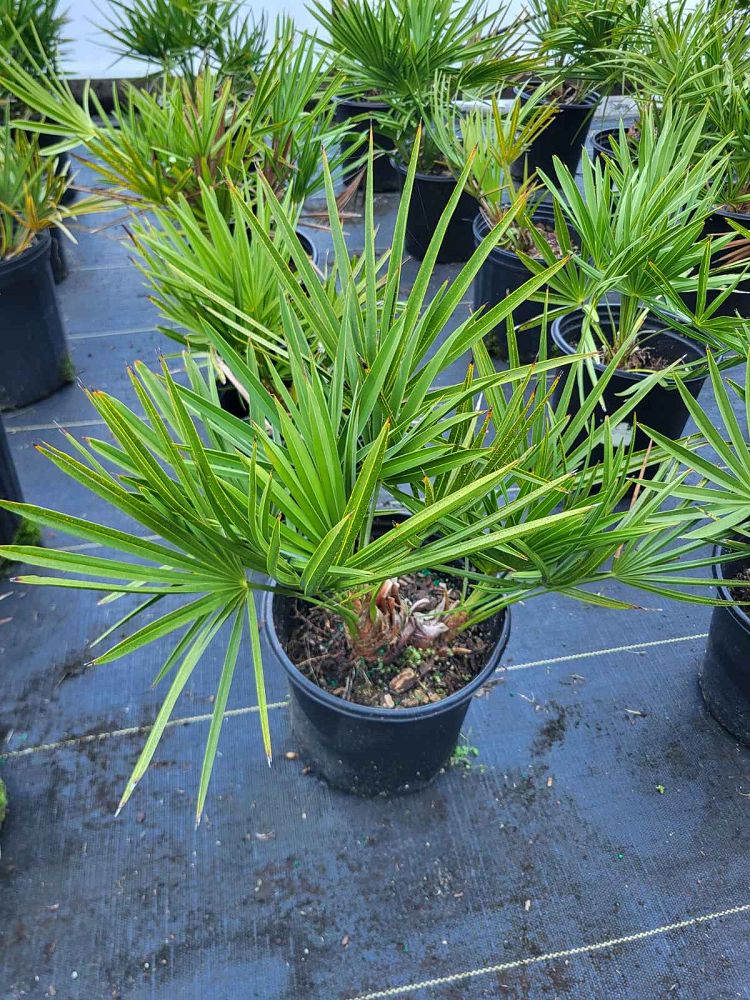 serenoa-repens-saw-palmetto