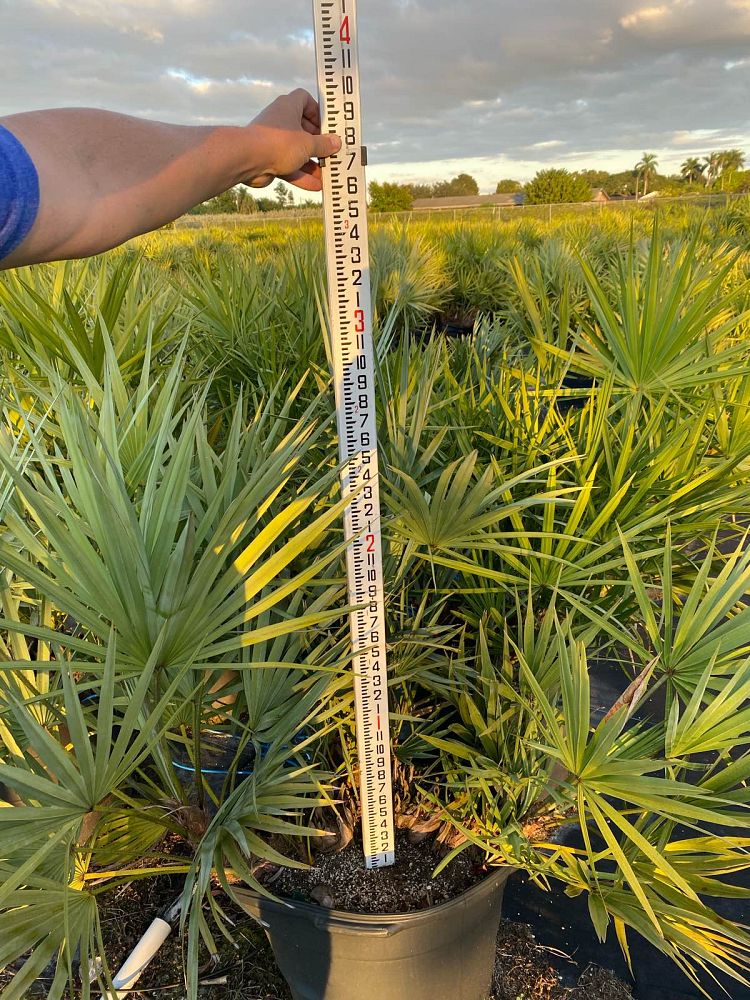 serenoa-repens-saw-palmetto