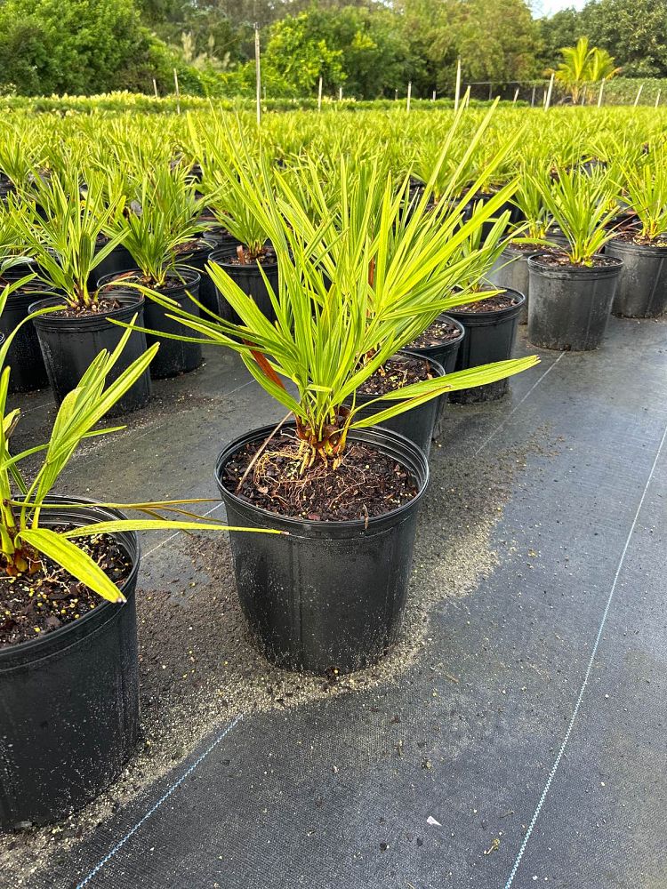 serenoa-repens-saw-palmetto