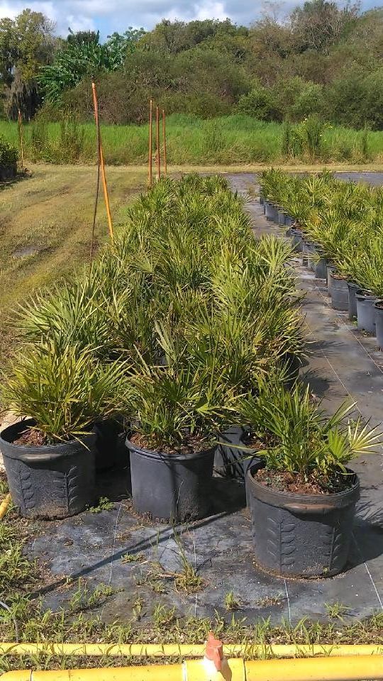 serenoa-repens-saw-palmetto