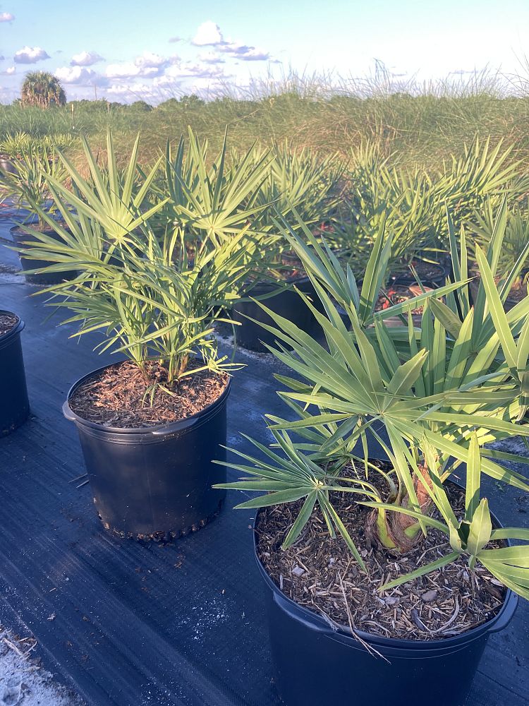 serenoa-repens-saw-palmetto
