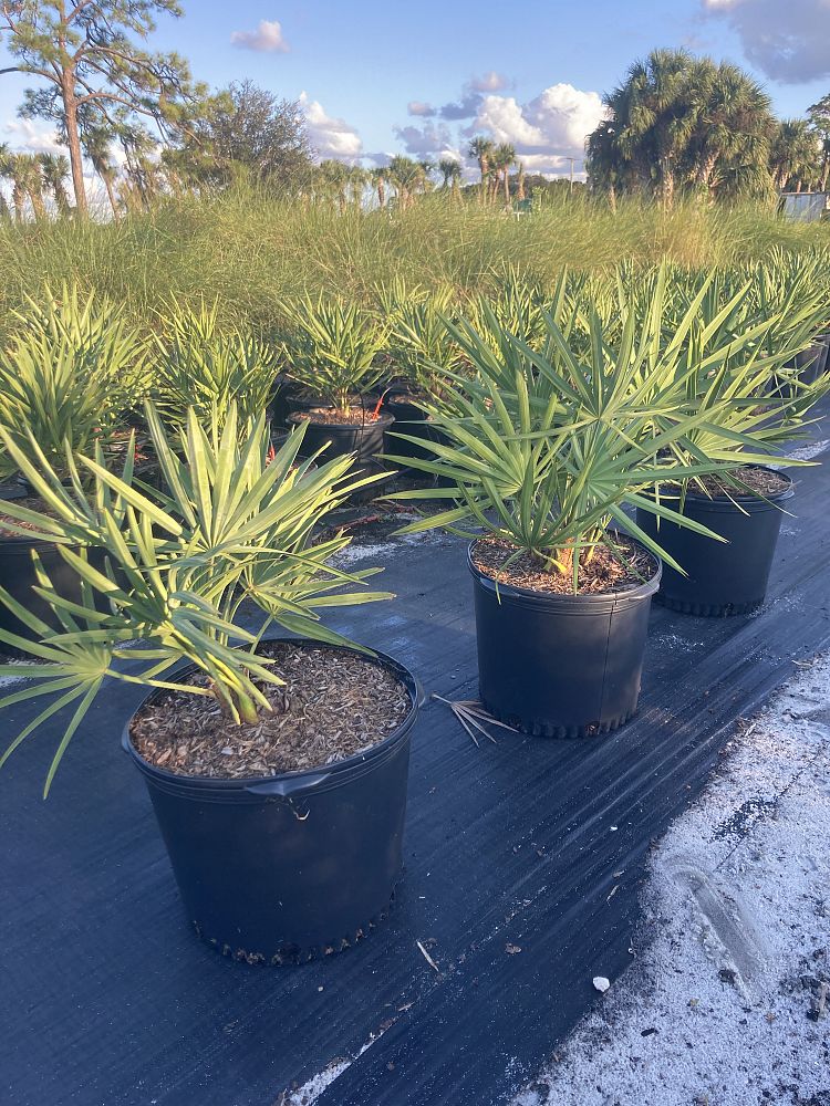 serenoa-repens-saw-palmetto