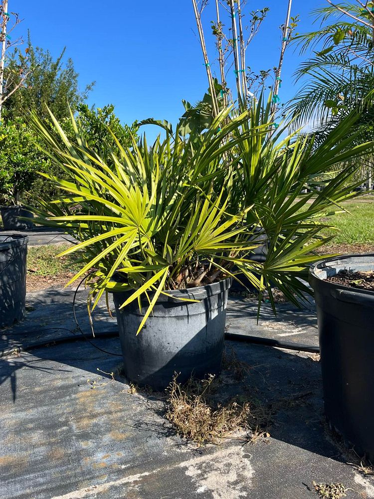 serenoa-repens-saw-palmetto