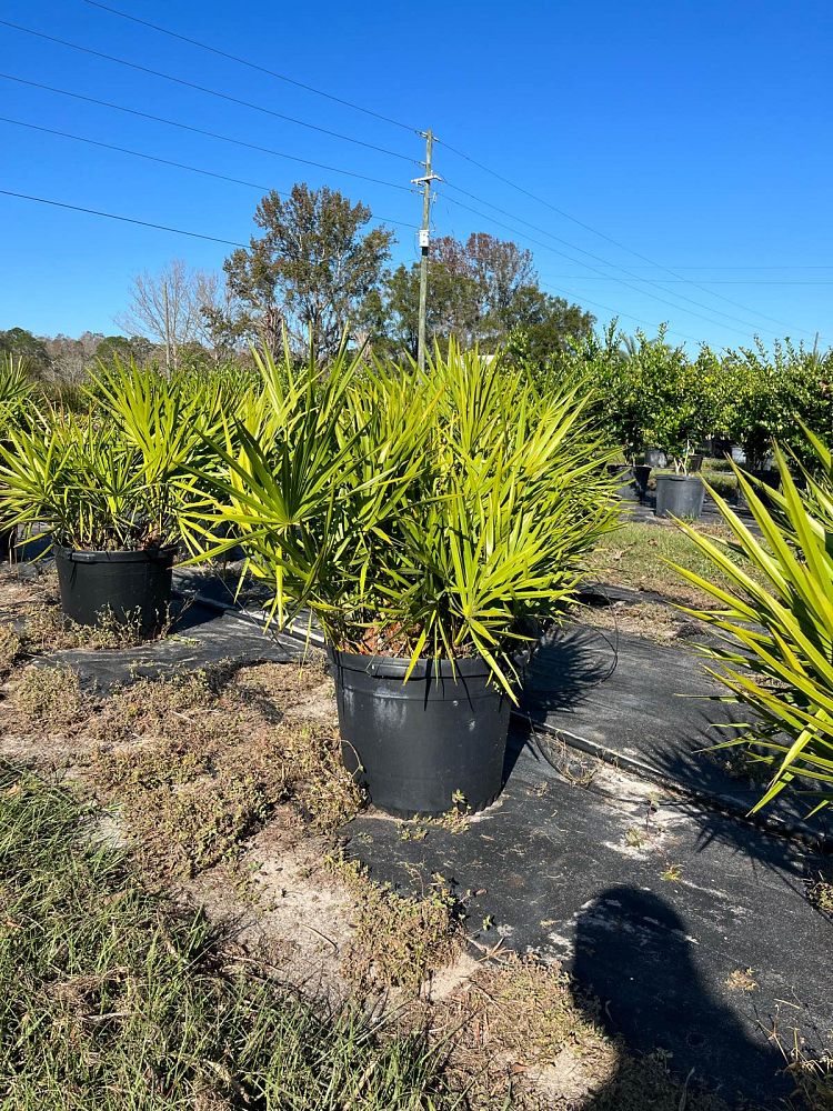 serenoa-repens-saw-palmetto