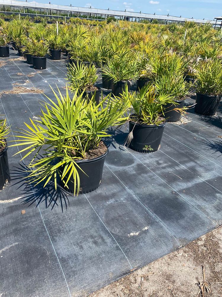 serenoa-repens-saw-palmetto