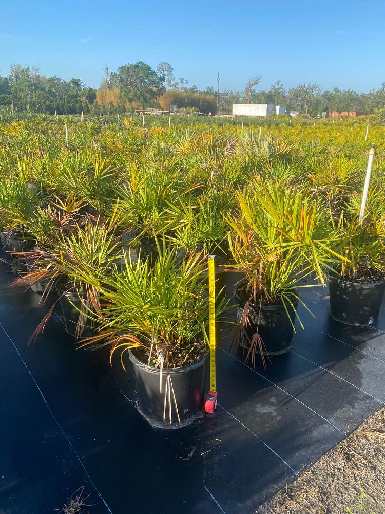 serenoa-repens-saw-palmetto