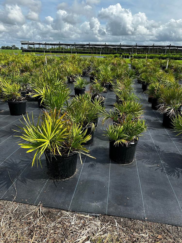 serenoa-repens-saw-palmetto