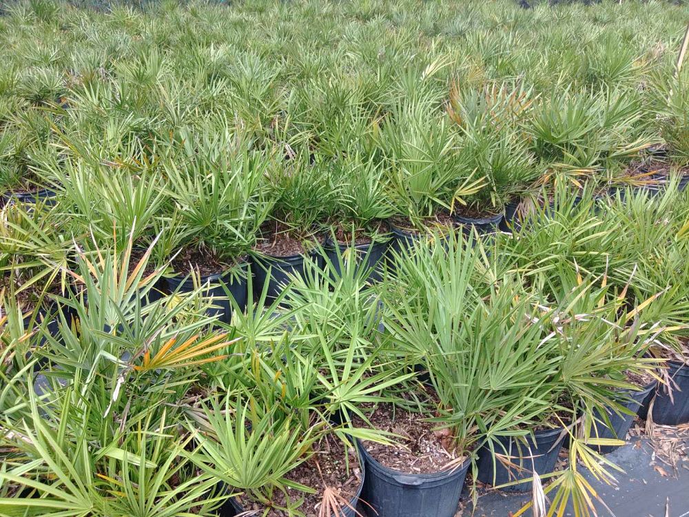 serenoa-repens-saw-palmetto