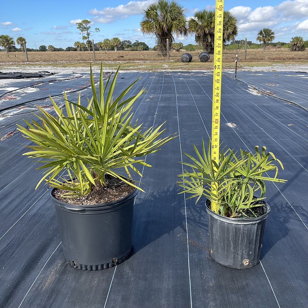 serenoa-repens-saw-palmetto