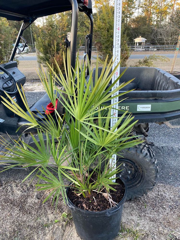 serenoa-repens-saw-palmetto