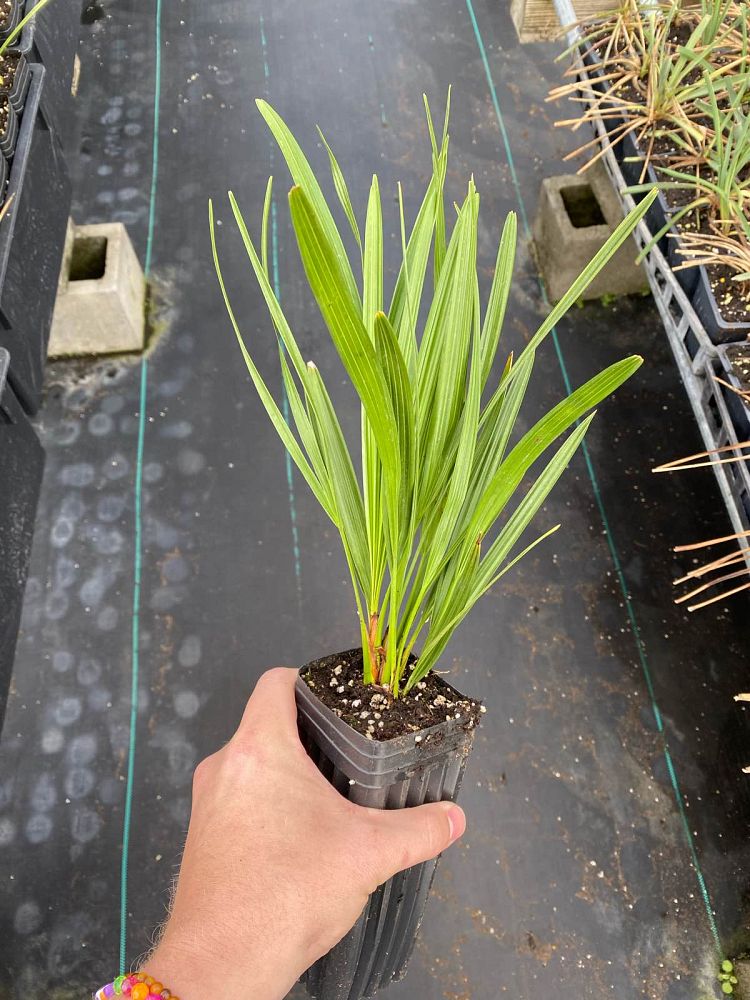 serenoa-repens-saw-palmetto