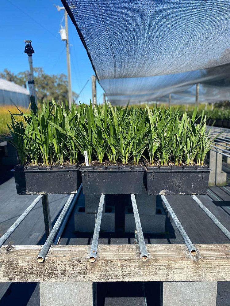 serenoa-repens-saw-palmetto